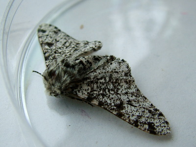 Peppered Moth